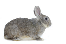 Image Of Cute Grey Rabbit