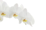 Fototapeta Panele - white orchids