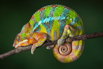 Wall Mural - Sleeping Chameleon