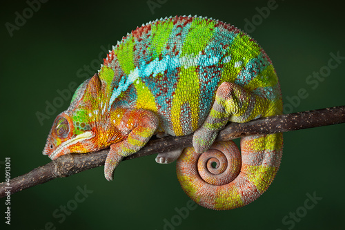 Foto-Kissen - Sleeping Chameleon (von Cathy Keifer)
