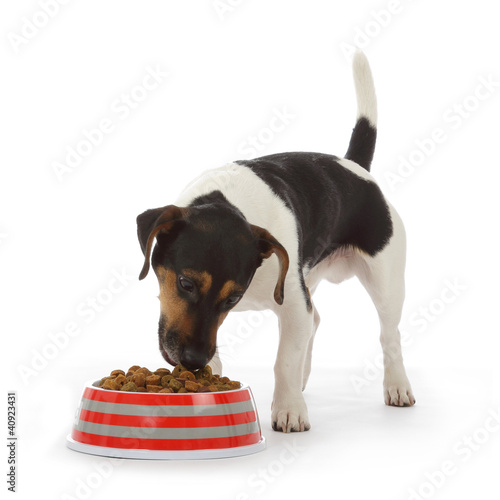 Fotografía chien Jack Russel terrier mangeant croquettes