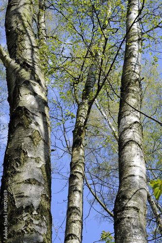 Plakat na papierze fotorealistycznym Birken_8100