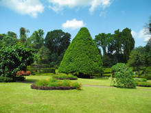 Peradeniya Botanical Garden Landscape
