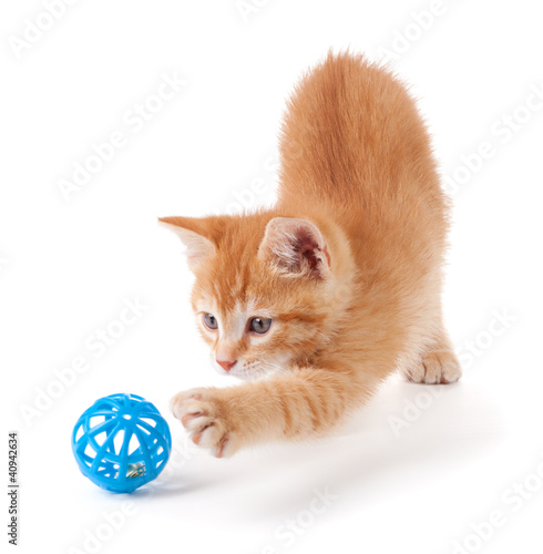 Cute orange kitten playing on a white background. Poster