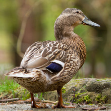 A Wild Duck (mallard, Female)