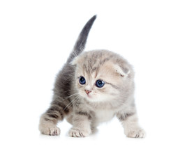Fototapete - baby cat one month old