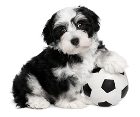 Wall Mural - Cute sitting havanese puppy dog with a soccer ball