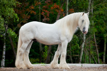 White Shire Horse Standing Near The Spring Forest.