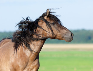 Canvas Print - Belarus horse gallops in pasture at summer time.