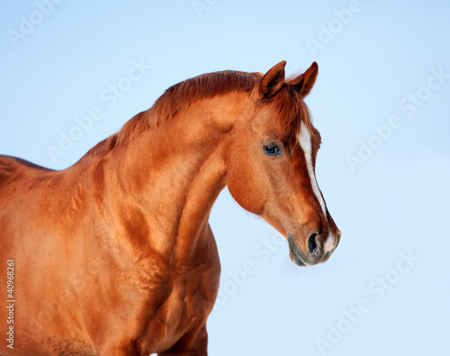 Plakat Konie   portret-arabskiego-wierzchowca-na-blekitnym-tle-nieba