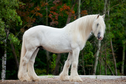 Board z aluminiowym obramowaniem Biały shire horse stojący w pobliżu lasu wiosną.
