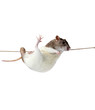 a rat crawling on a rope. rat clutching at rope on white backgro