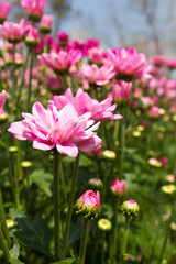 Canvas Print - Pink chrysanthemum  flowers