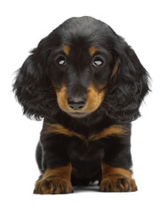 Portrait of puppy of Dachshund