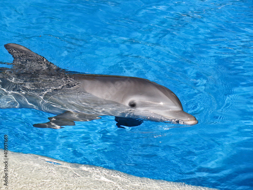 Board z aluminiowym obramowaniem Delfin