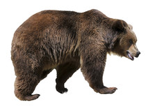 Isolated Brown Bear (Ursus Arctos)