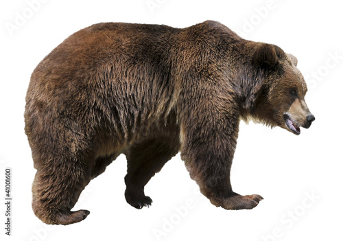 Cuadros en Lienzo Isolated brown bear (Ursus arctos)