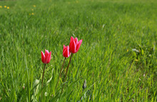 Pink Tulips In The Grass