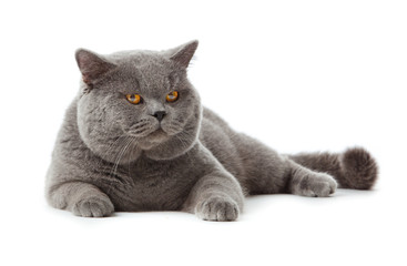 Canvas Print - British shorthair cat on a white background.