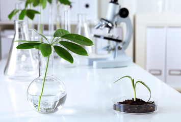 Wall Mural - Green plants in biology laborotary