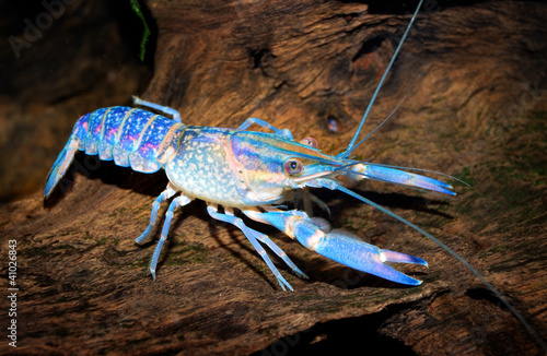 Board z aluminiowym obramowaniem Kolorowe australijskie niebieskie raki - cherax quadricarinatus