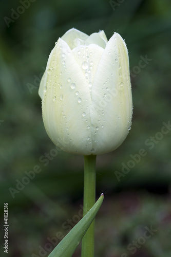 Board z aluminiowym obramowaniem Biały tulipan z waterdrops