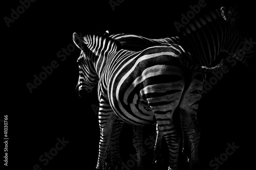Plakat na papierze fotorealistycznym Cebras equus quagga