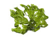 Leaf of Sea lettuce