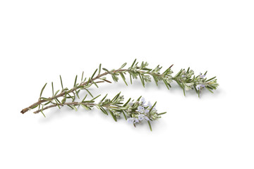 Sticker - Twigs of fresh blooming rosemary