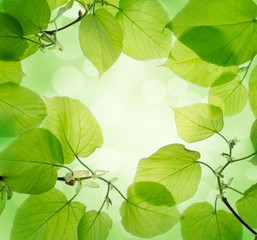 Green leaves background