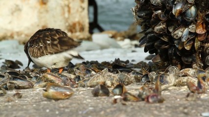 Wall Mural - A Ruddy Turnstone is eating