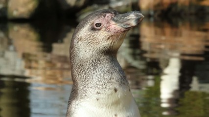 Wall Mural - A Humboldt penguin in a dutch zoo