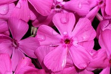 Pink Phlox Flower Close-up With Rain Drops