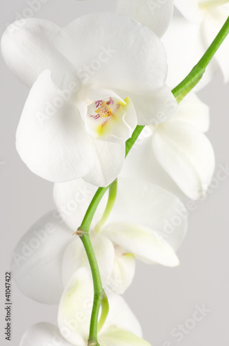 Obraz na płótnie canvas trzyczęściowy "tryptyk" Gałąź orchidei