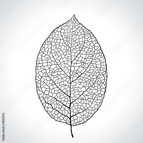 Tapeta ścienna Czarny liść makro naturalny na białym tle. 