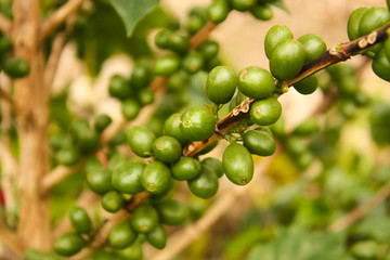 Wall Mural - Coffee plants to mature.