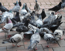Feeding Bunch Of Pigeons
