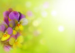 Duftende Blüten- Hintergrund mit Copyspace
