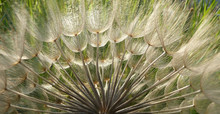 Dandelion Seeds In Backlit For Banner