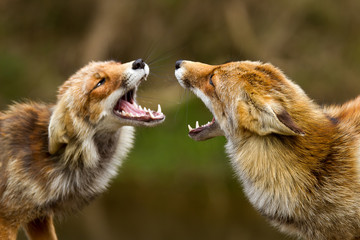 Wall Mural - red fox fighting