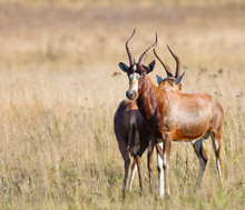 Blesbok Head To Tail