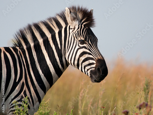 Plakat na papierze fotorealistycznym Zebra pozowanie