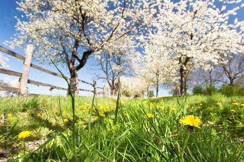 Naklejka nad blat kuchenny Kirschplantage