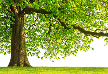 Isolated branch of the old chestnut tree