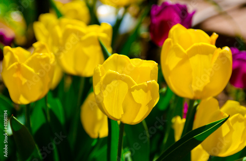 Tapeta ścienna Ogród tulipanów