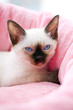 Thai kitten portrait on pink pet bed background