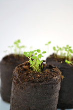 Turf Briquettes With Small Flower Plants