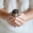 kociak mały kot kotek koty dłonie słodki delikatny młody dziecko