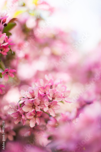wiosna-rozowe-kwitnace-kwiaty