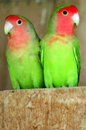 Board z aluminiowym obramowaniem Zdjęcia przyrody - dwie papugi latino lovebirds
